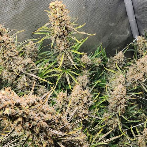 Seedsman Northern Lights growlog timeline photo