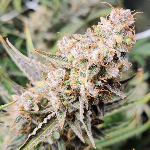 Seedsman Northern Lights growlog timeline photo
