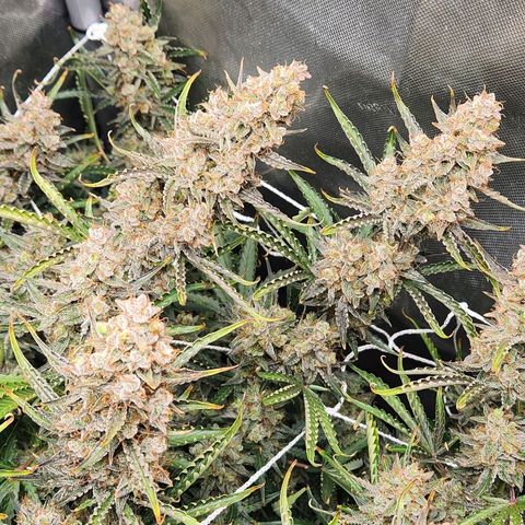 Seedsman Northern Lights growlog timeline photo