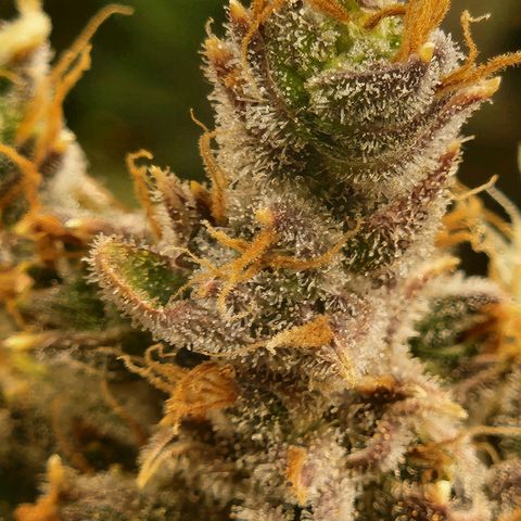 Seedsman Northern Lights growlog timeline photo