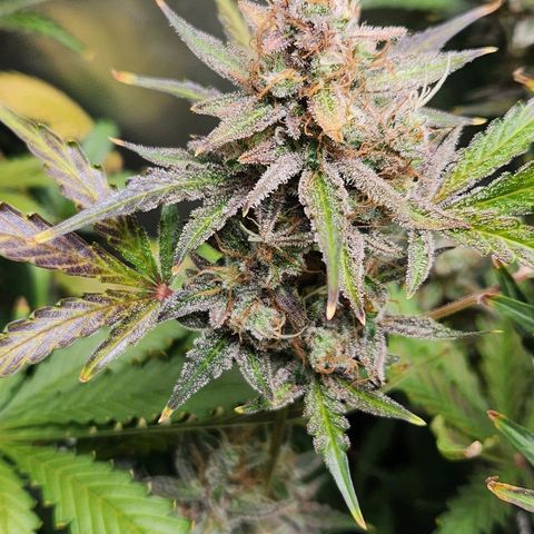 Seedsman Northern Lights growlog timeline photo