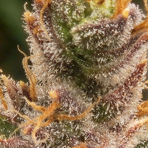Seedsman Northern Lights growlog timeline photo