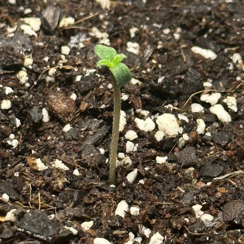 White Widow Automatic growlog timeline photo