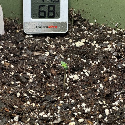 White Widow Automatic growlog timeline photo