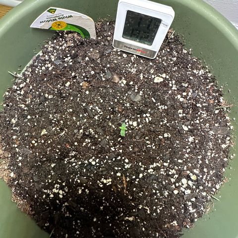 White Widow Automatic growlog timeline photo