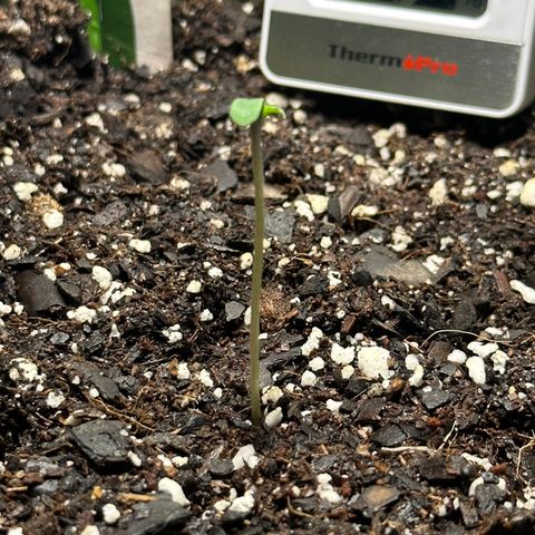 White Widow Automatic growlog timeline photo