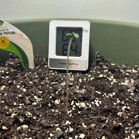 White Widow Automatic growlog timeline photo