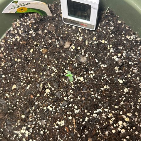 White Widow Automatic growlog timeline photo