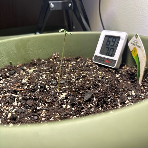 White Widow Automatic growlog timeline photo