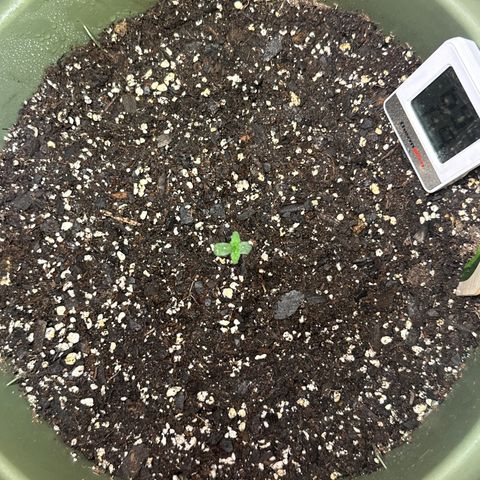 White Widow Automatic growlog timeline photo