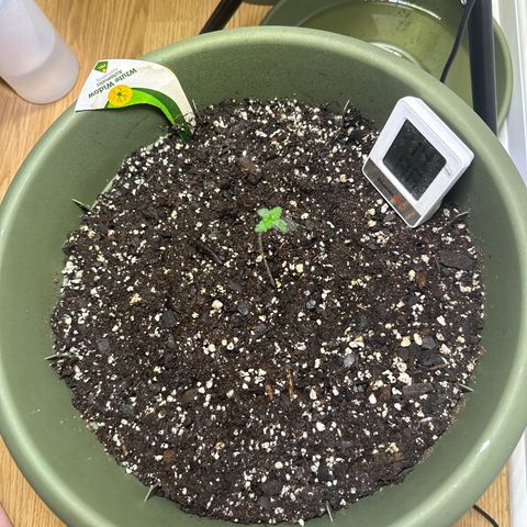 White Widow Automatic growlog timeline photo