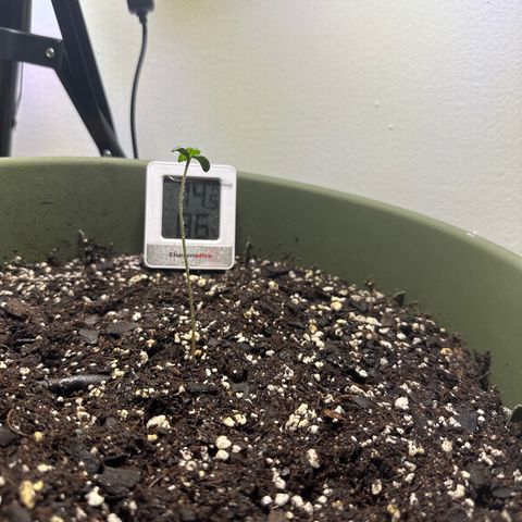 White Widow Automatic growlog timeline photo