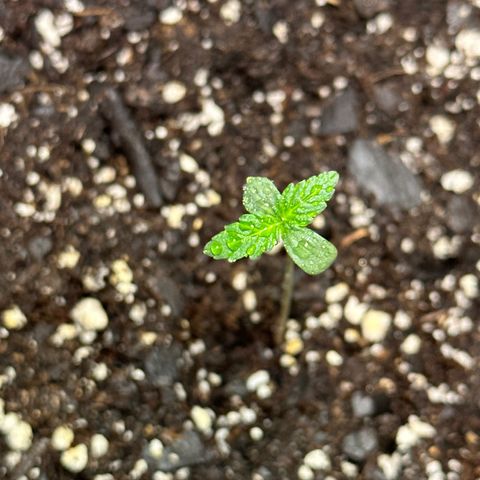 White Widow Automatic growlog timeline photo