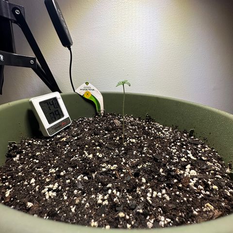 White Widow Automatic growlog timeline photo