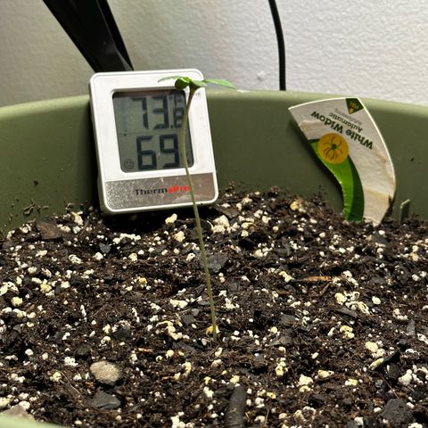 White Widow Automatic growlog timeline photo