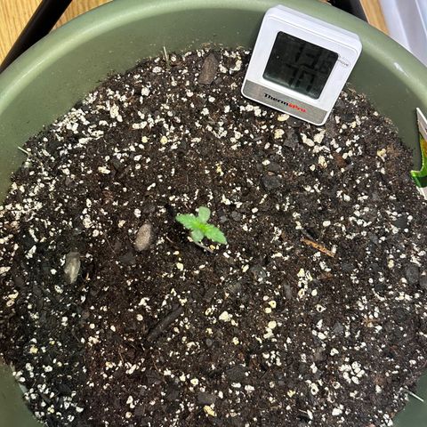 White Widow Automatic growlog timeline photo