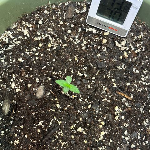 White Widow Automatic growlog timeline photo