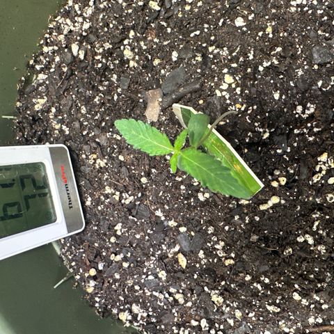 White Widow Automatic growlog timeline photo