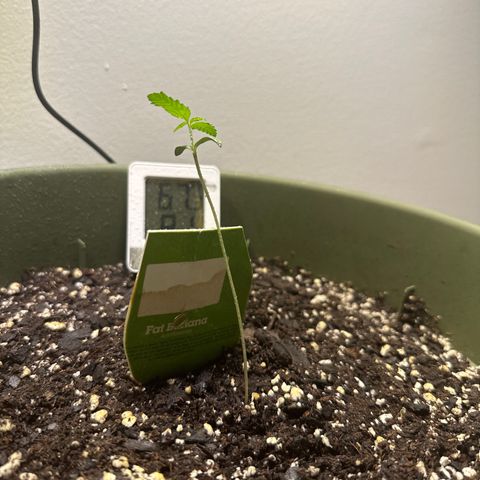 White Widow Automatic growlog timeline photo