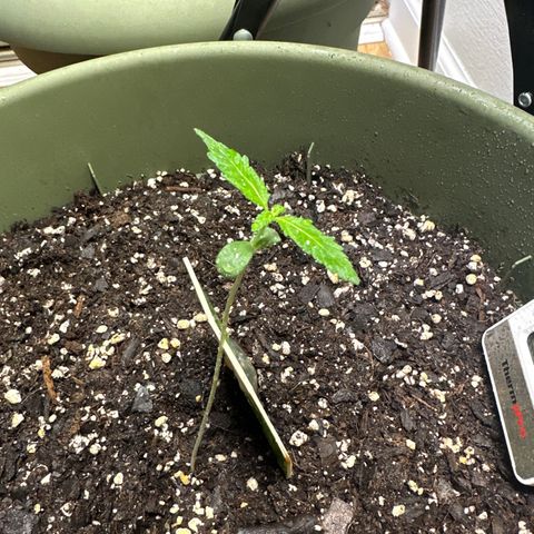 White Widow Automatic growlog timeline photo
