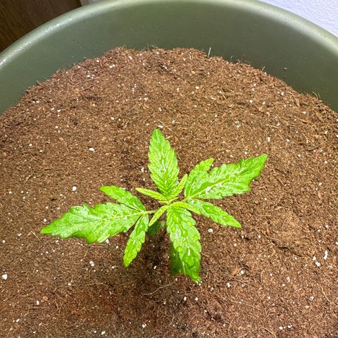 White Widow Automatic growlog timeline photo