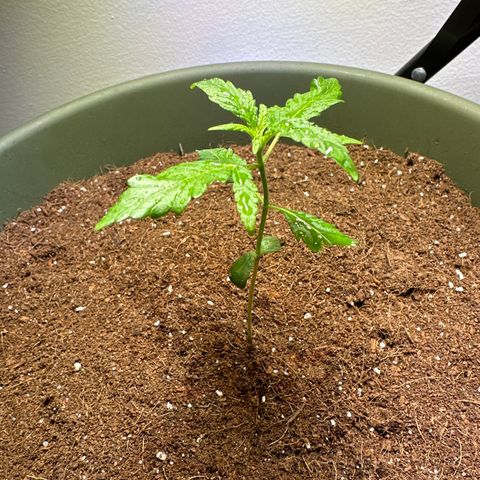 White Widow Automatic growlog timeline photo