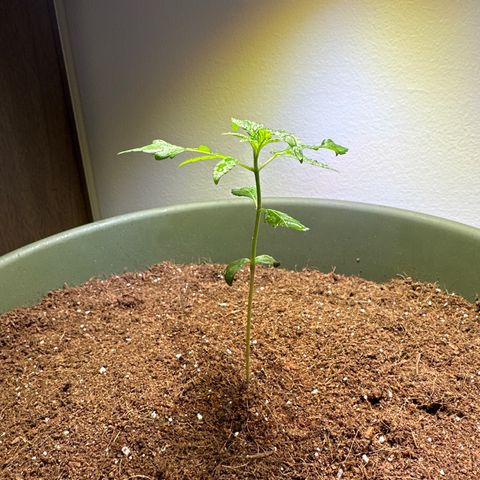 White Widow Automatic growlog timeline photo
