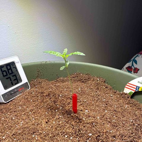 Fat Banana growlog timeline photo