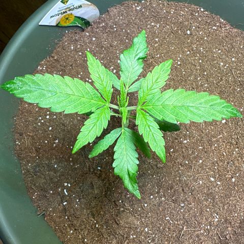 White Widow Automatic growlog timeline photo