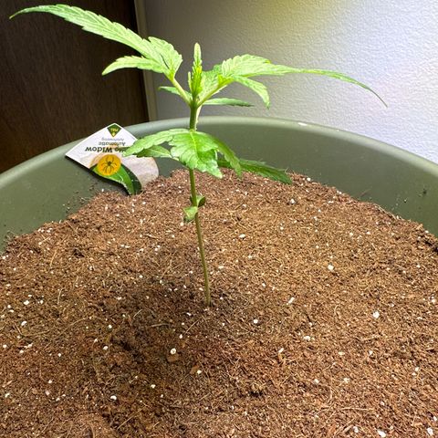 White Widow Automatic growlog timeline photo