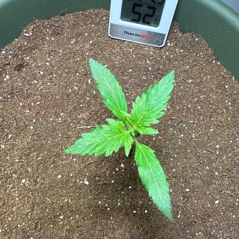 Fat Banana growlog timeline photo