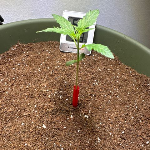 Fat Banana growlog timeline photo