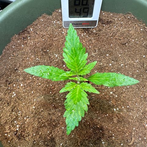 Fat Banana growlog timeline photo