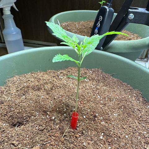 Fat Banana growlog timeline photo