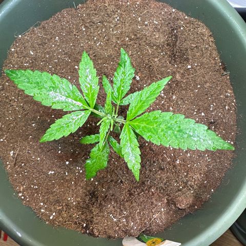 White Widow Automatic growlog timeline photo