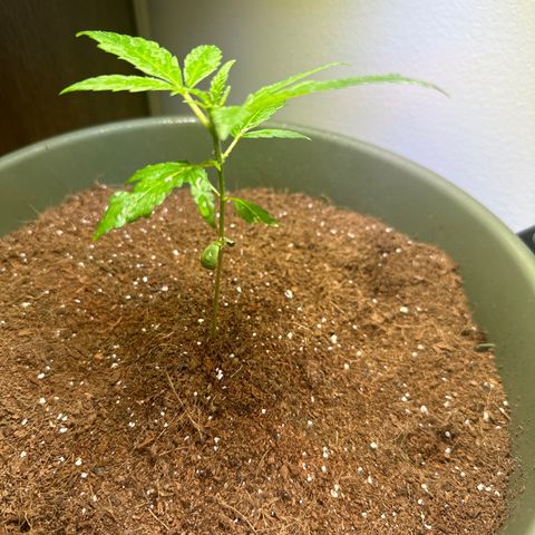 White Widow Automatic growlog timeline photo