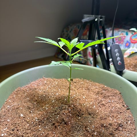 White Widow Automatic growlog timeline photo