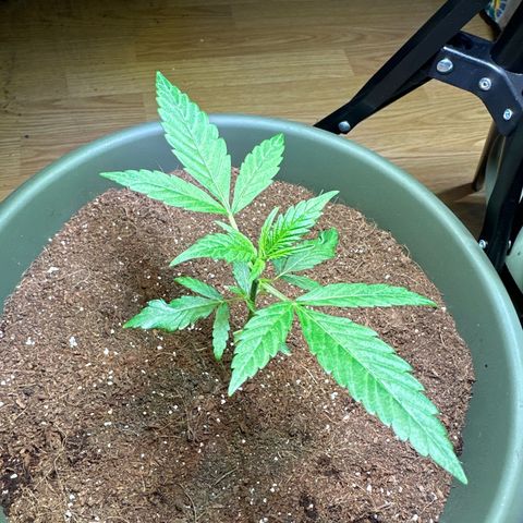 White Widow Automatic growlog timeline photo