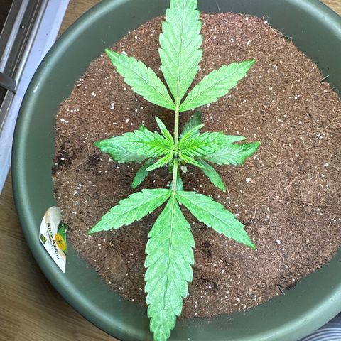 White Widow Automatic growlog timeline photo
