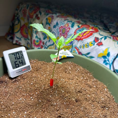 Fat Banana growlog timeline photo