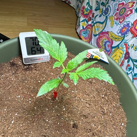 Fat Banana growlog timeline photo