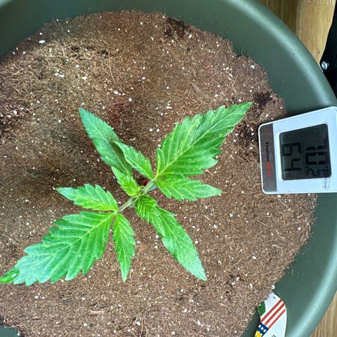 Fat Banana growlog timeline photo