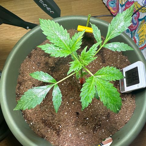 Fat Banana growlog timeline photo