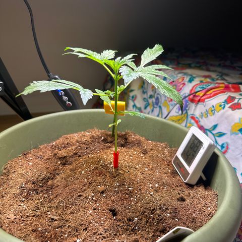 Fat Banana growlog timeline photo