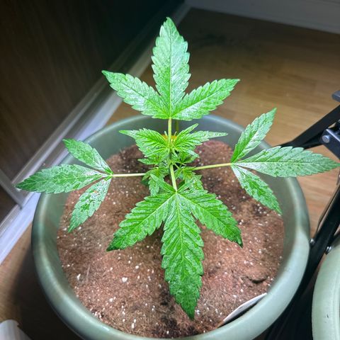 White Widow Automatic growlog timeline photo