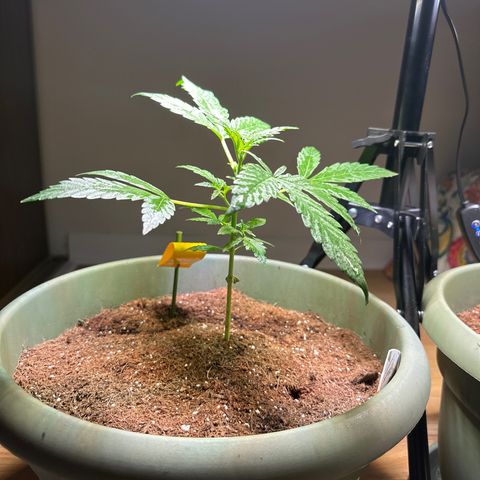 White Widow Automatic growlog timeline photo