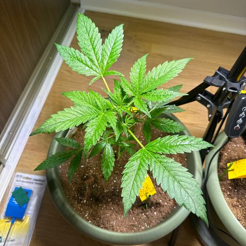 White Widow Automatic growlog timeline photo