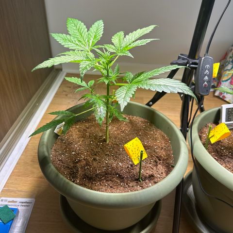 White Widow Automatic growlog timeline photo