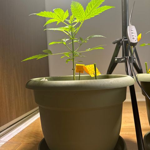 White Widow Automatic growlog timeline photo