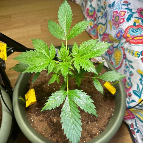 Fat Banana growlog timeline photo